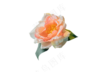 花娇艳欲滴美丽好看