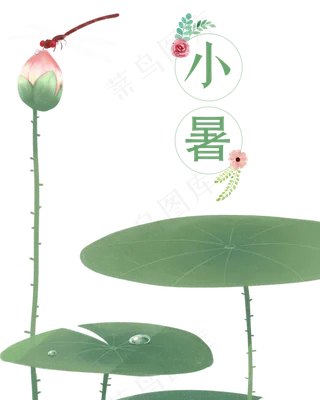 二十四节气小暑荷叶元素