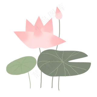 夏天夏日荷花写实免抠素材