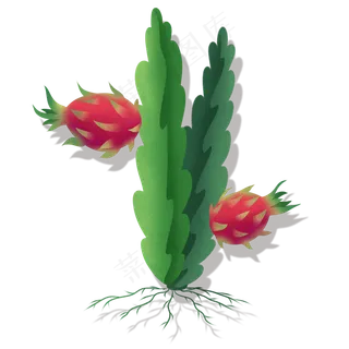 火龙果热带水果新鲜