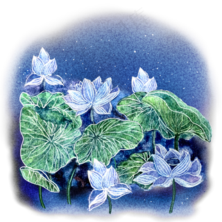 星空夜晚下的荷叶荷花