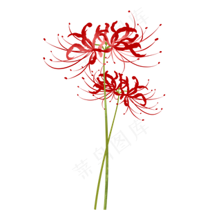 手绘仿真写实彼岸花