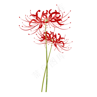 手绘仿真写实彼岸花