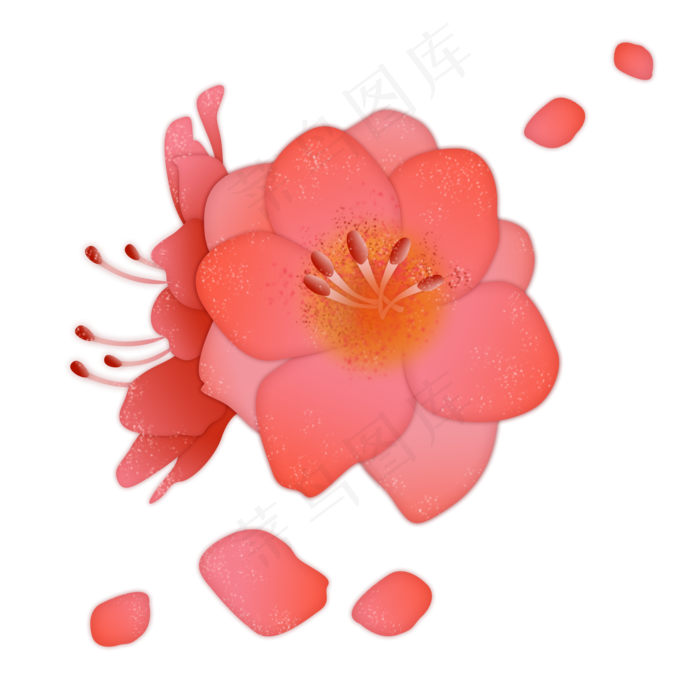 红色杜鹃花瓣花蕊实物