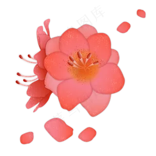 红色杜鹃花瓣花蕊实物