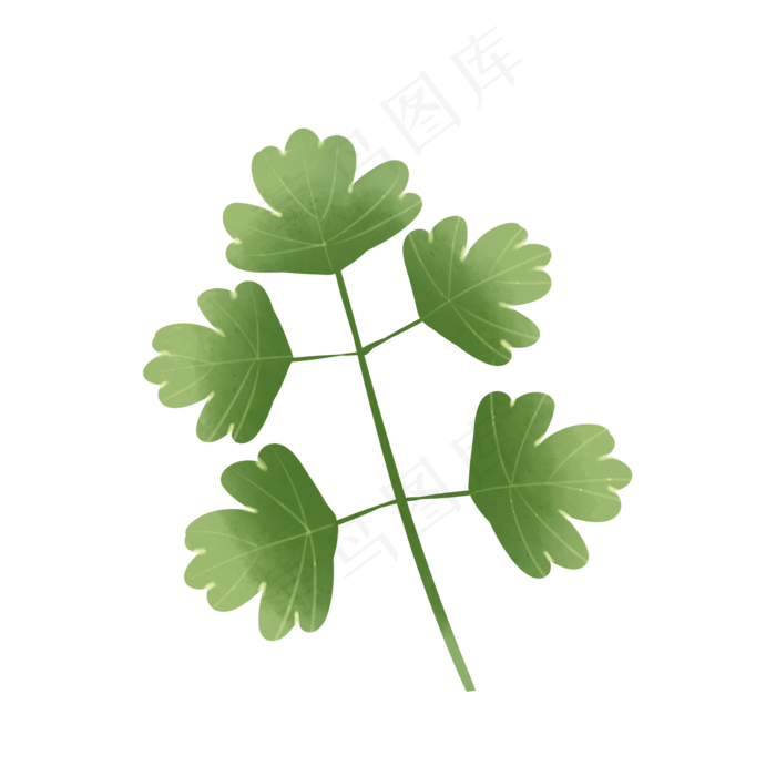 绿色植物叶子手绘香菜芹菜叶透明(2000X2000(DPI:299))psd模版下载