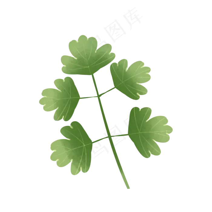 绿色植物叶子手绘香菜芹菜叶透明(2000X2000(DPI:299))psd模版下载