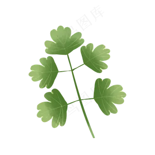 绿色植物叶子手绘香菜芹菜叶透明