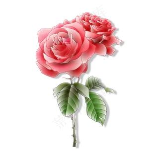 两朵带绿叶的玫瑰