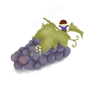 秋冬水果蓝紫色葡萄