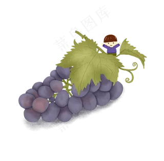 秋冬水果蓝紫色葡萄