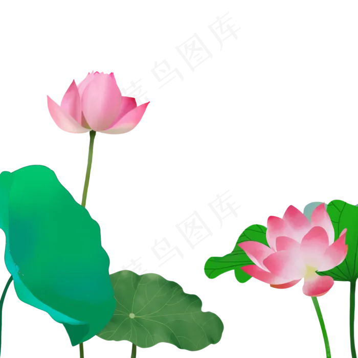 夏至手绘荷花免抠图