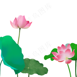 夏至手绘荷花免抠图