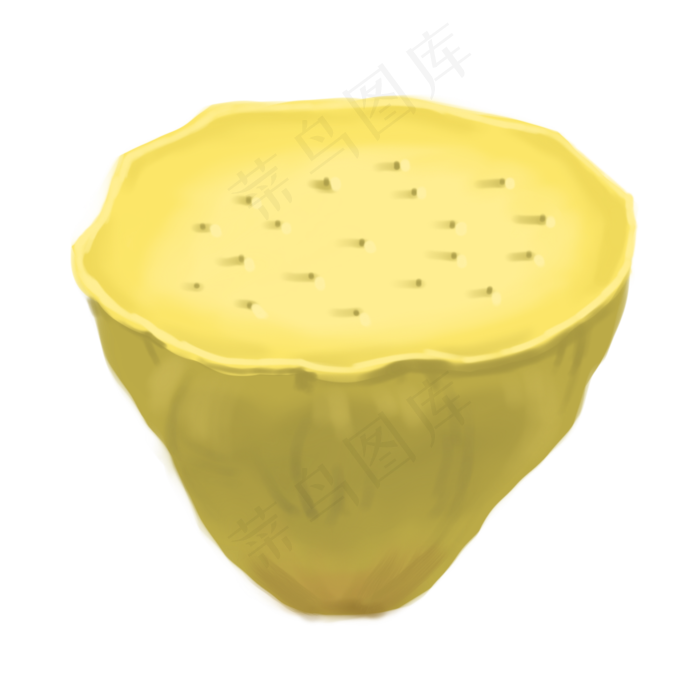 黄色成熟的莲藕插图
