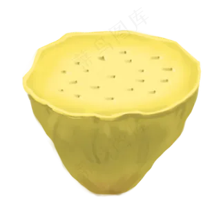 黄色成熟的莲藕插图