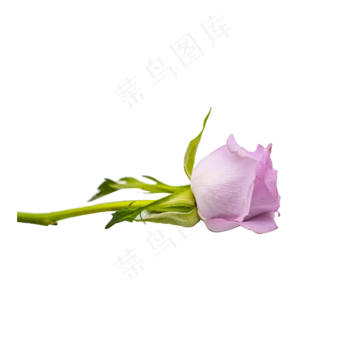 紫玫瑰植物花朵鲜切花摄影实物(2000X2000(DPI:300))