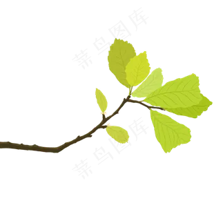 植物类绿植嫩叶手绘