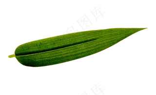 绿色竹叶叶片