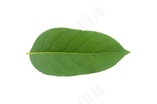 绿色树叶叶子