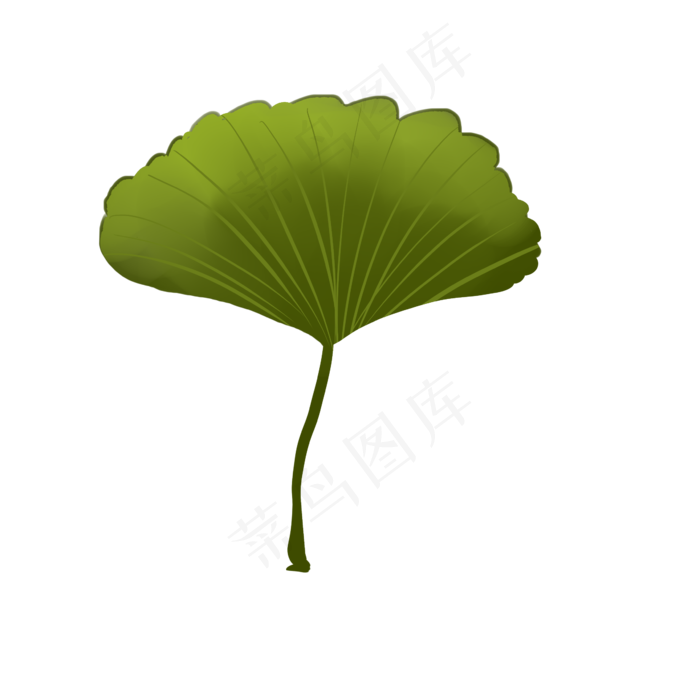 银杏叶子绿色植物叶子