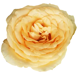 月季玫瑰橘色鲜花花朵