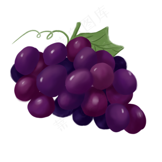 食物类水果葡萄手绘