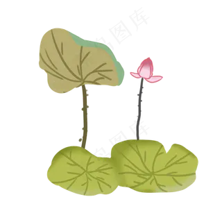 中国风夏日荷塘荷花