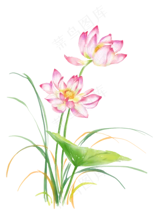 国画水墨彩色荷花,免抠元素