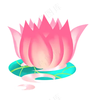 夏天粉色开放荷花