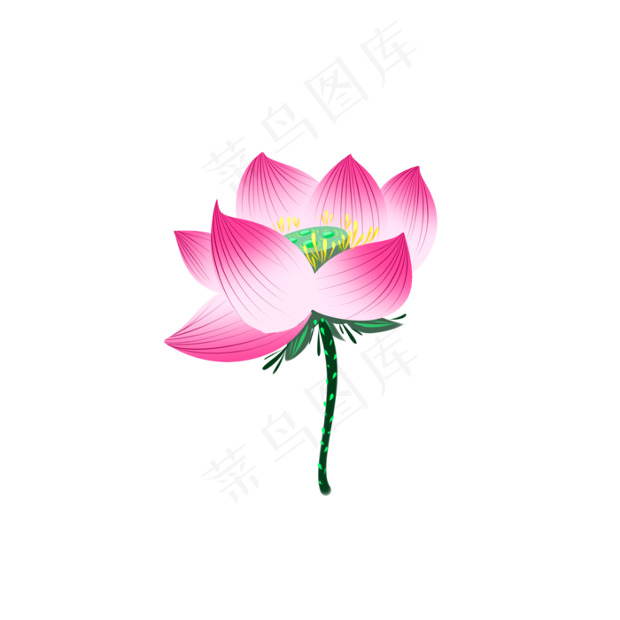 粉红色单支荷花手绘(2000X2000(DPI:300))psd模版下载