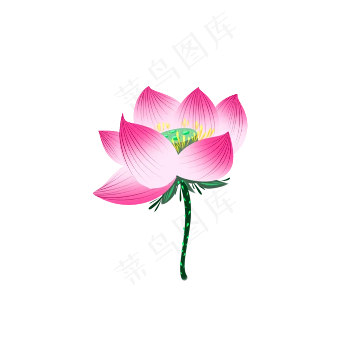 粉红色单支荷花手绘(2000X2000(DPI:300))psd模版下载