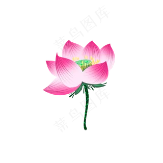 粉红色单支荷花手绘 粉红色单支荷花手绘