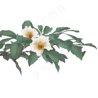 古风白色花朵免抠