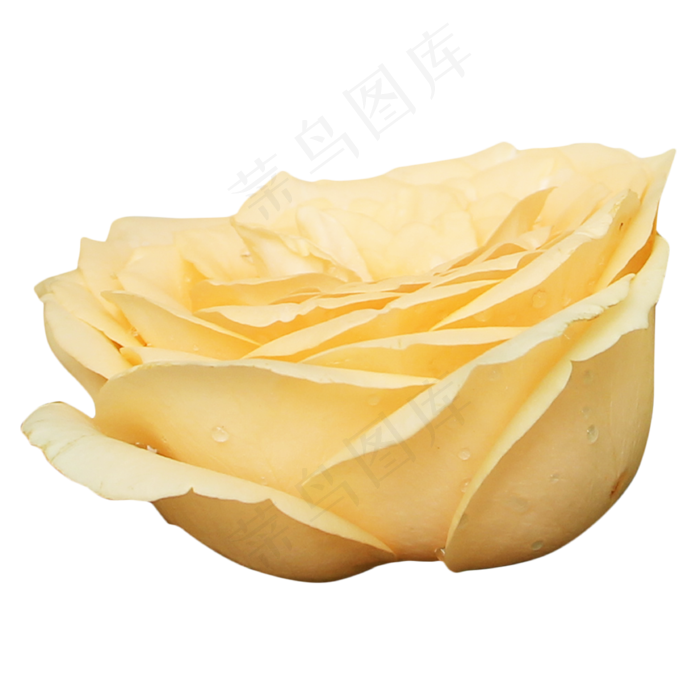 月季玫瑰橘色鲜花花朵