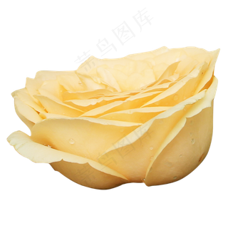 月季玫瑰橘色鲜花花朵