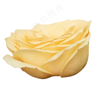 月季玫瑰橘色鲜花花朵