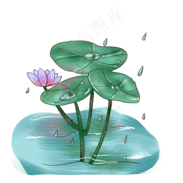 荷花荷叶莲花