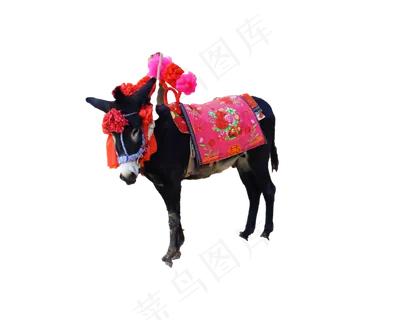 装饰动物毛驴,免抠元素