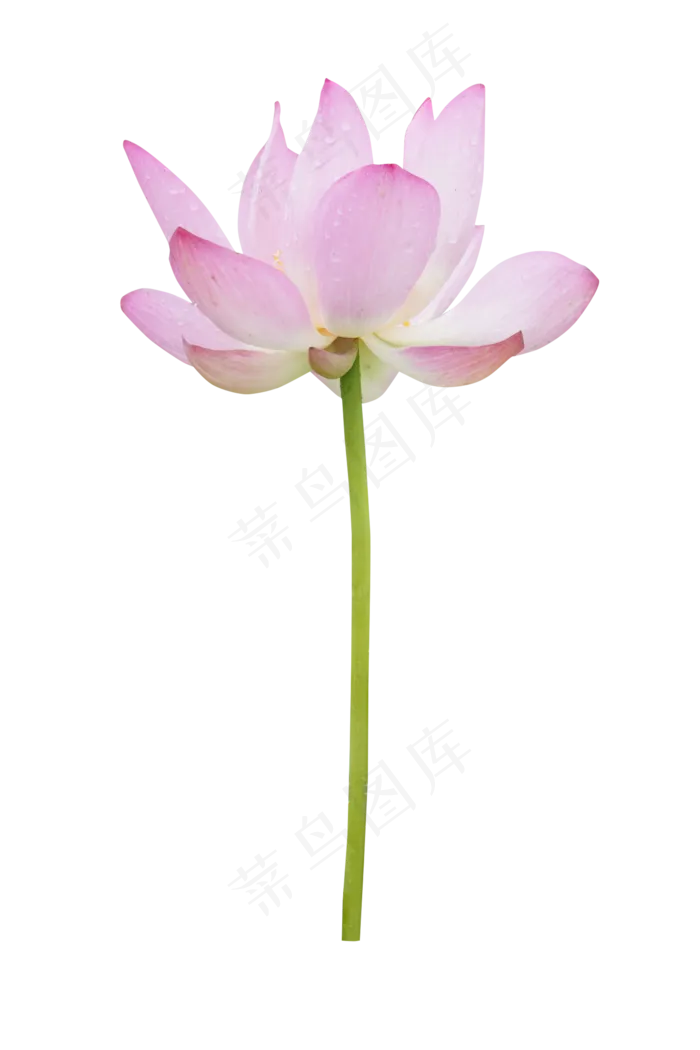 唯美荷花(2000X2000)