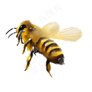 卡通手绘一只蜜蜂免抠图,免抠元素