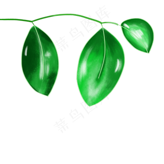 三片绿枣叶图片素材