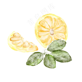 手绘水彩带叶子的橙子