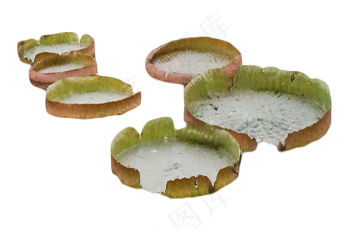 花卉荷花水生花卉