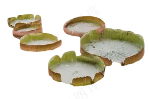 花卉荷花水生花卉