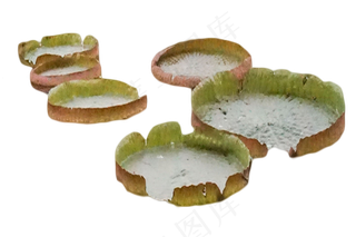 花卉荷花水生花卉