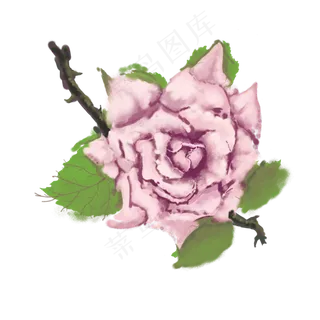 一紫色的玫瑰花免抠图