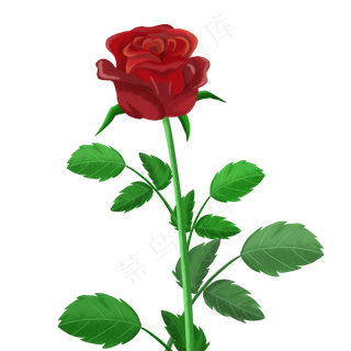 精美粉红玫瑰轻纱