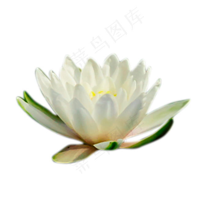 白色睡莲,免抠元素(2000X2000(DPI:300))