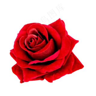 鲜花红玫瑰