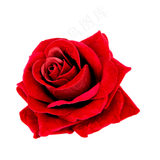 鲜花红玫瑰